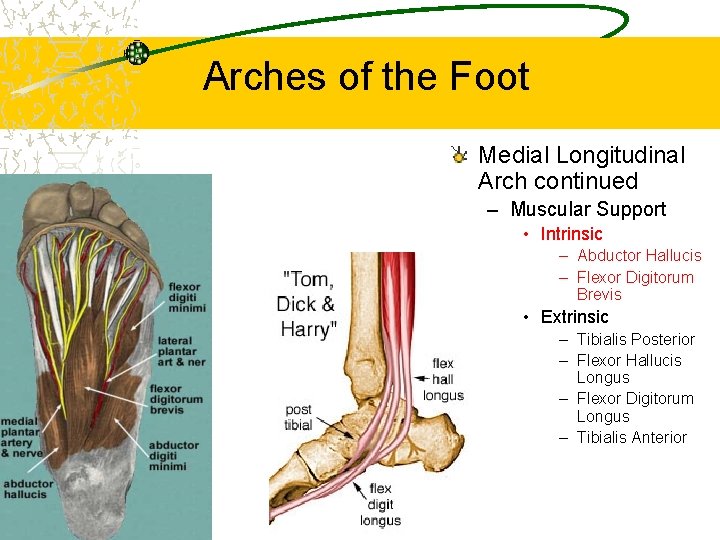 Arches of the Foot Medial Longitudinal Arch continued – Muscular Support • Intrinsic –