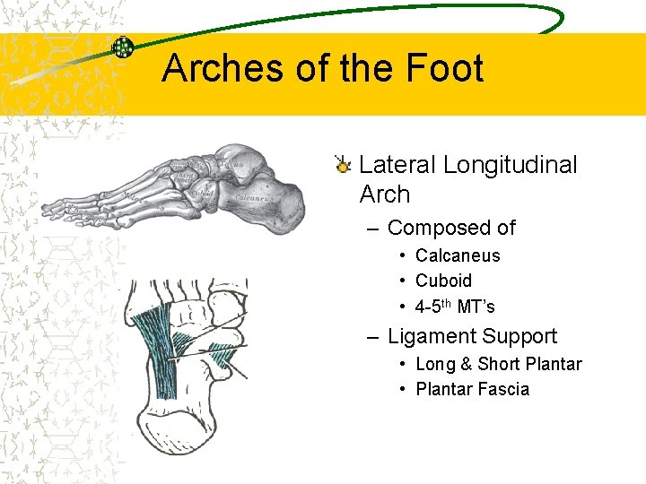 Arches of the Foot Lateral Longitudinal Arch – Composed of • Calcaneus • Cuboid