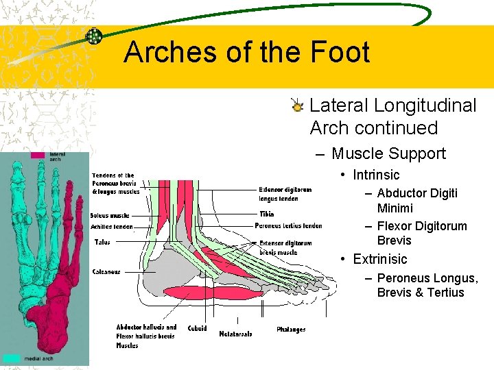 Arches of the Foot Lateral Longitudinal Arch continued – Muscle Support • Intrinsic –