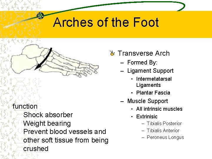 Arches of the Foot Transverse Arch – Formed By: – Ligament Support • Intermetatarsal