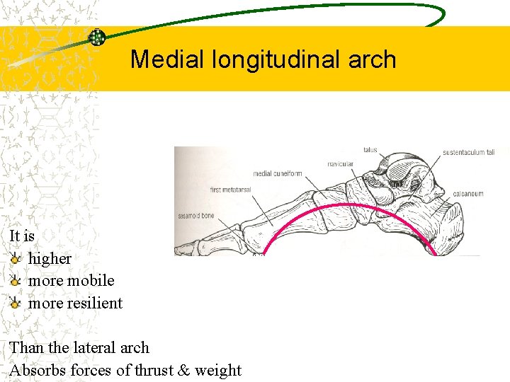 Medial longitudinal arch It is higher more mobile more resilient Than the lateral arch