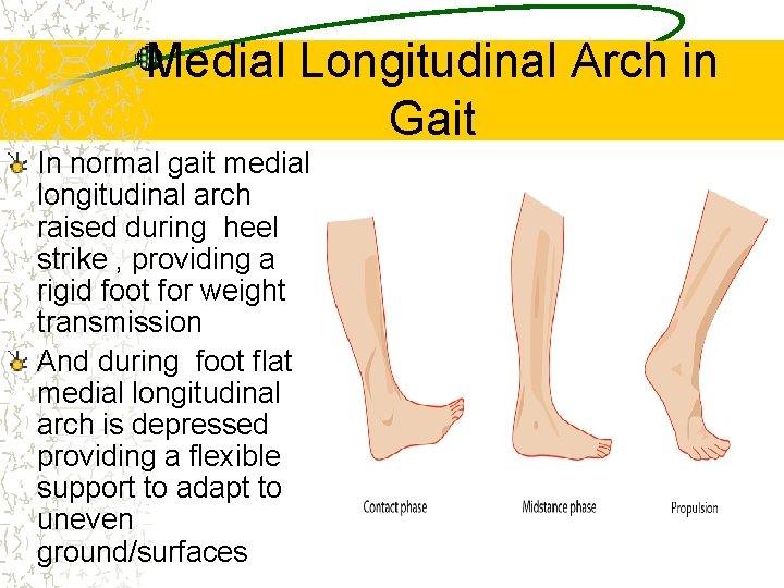 Medial Longitudinal Arch in Gait In normal gait medial longitudinal arch raised during heel