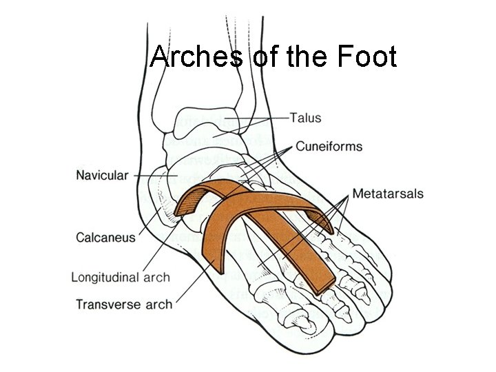 Arches of the Foot 