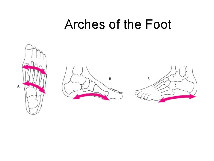 Arches of the Foot 