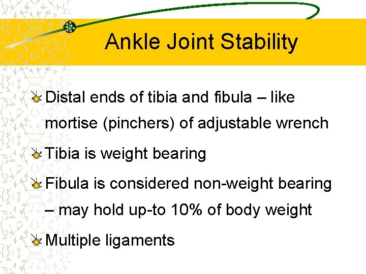 Ankle Joint Stability Distal ends of tibia and fibula – like mortise (pinchers) of