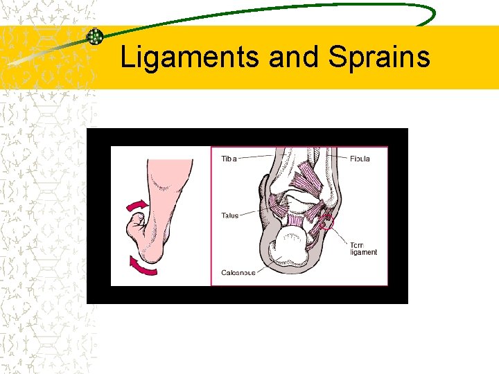 Ligaments and Sprains 