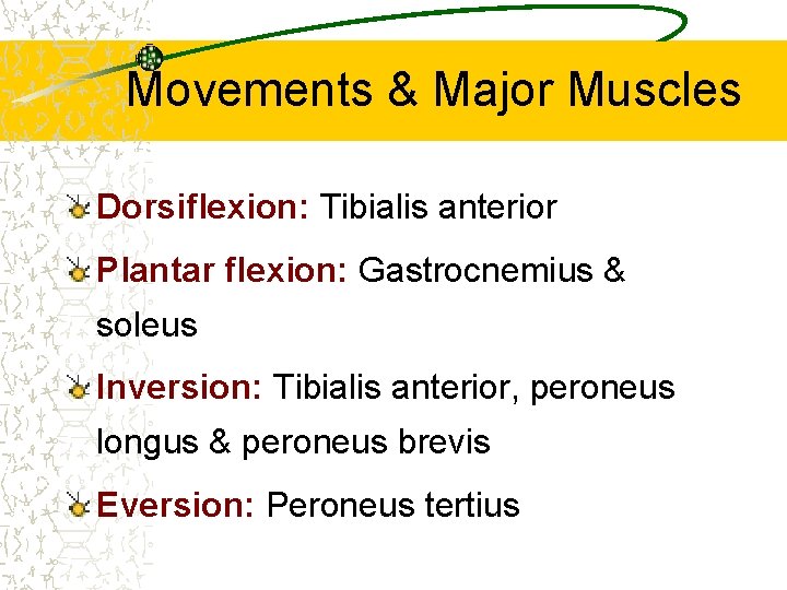 Movements & Major Muscles Dorsiflexion: Tibialis anterior Plantar flexion: Gastrocnemius & soleus Inversion: Tibialis