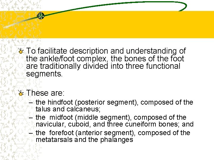 To facilitate description and understanding of the ankle/foot complex, the bones of the foot