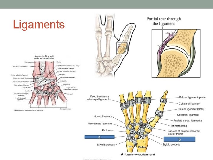 Ligaments 