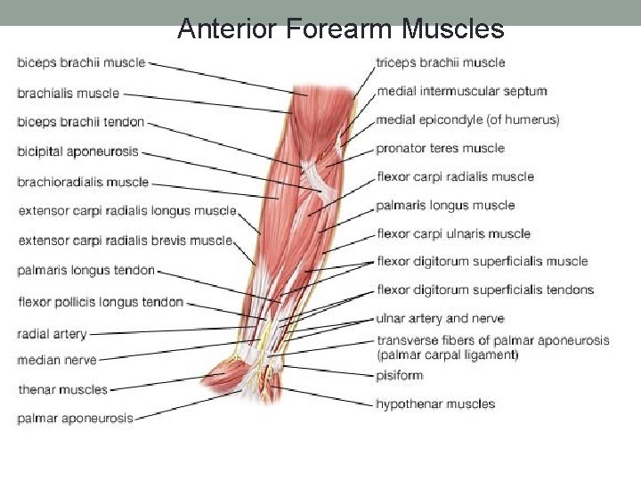 Anterior Forearm Muscles 