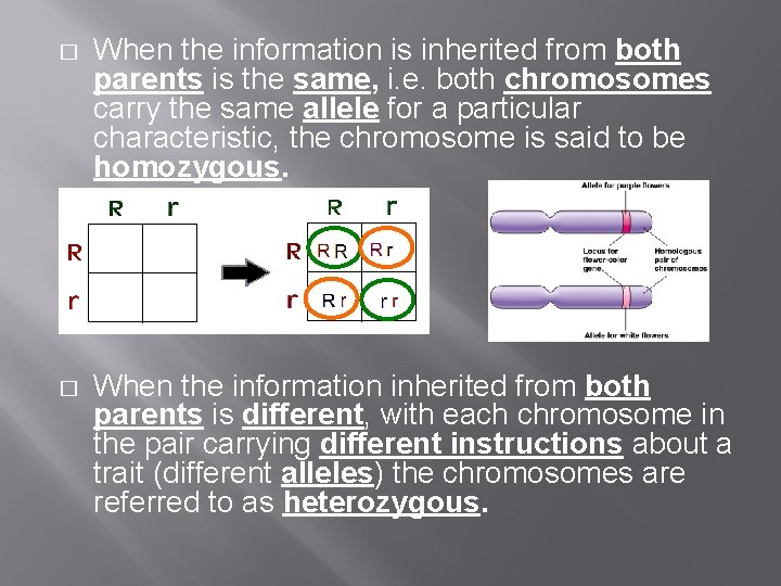 � When the information is inherited from both parents is the same, i. e. � When the information is inherited from both parents is the same, i. e.