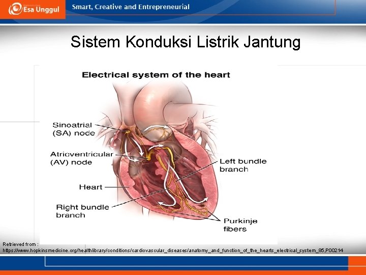 Sistem Konduksi Listrik Jantung Retrieved from : https: //www. hopkinsmedicine. org/healthlibrary/conditions/cardiovascular_diseases/anatomy_and_function_of_the_hearts_electrical_system_85, P 00214 