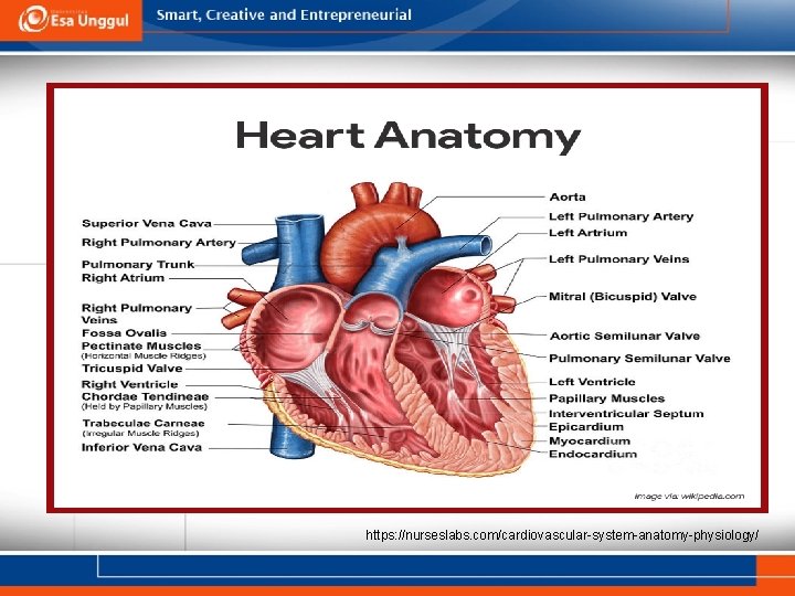 https: //nurseslabs. com/cardiovascular-system-anatomy-physiology/ 