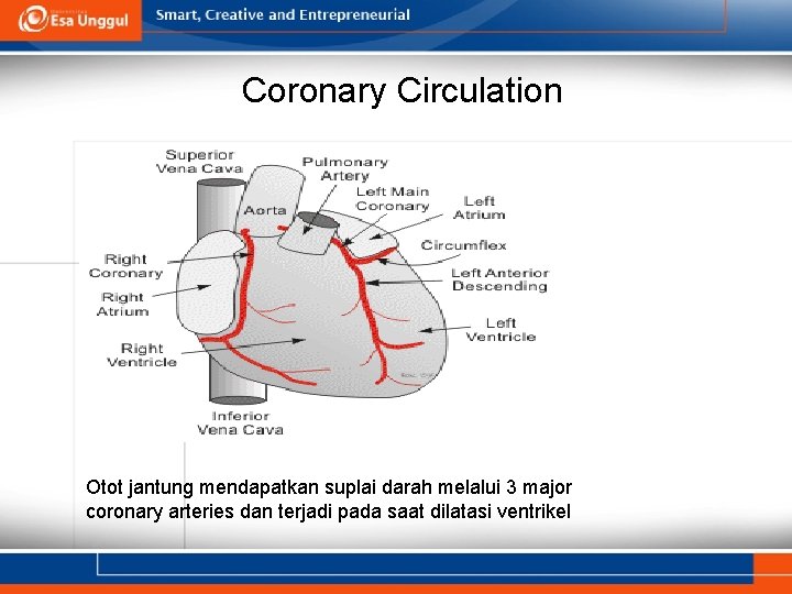 Coronary Circulation Otot jantung mendapatkan suplai darah melalui 3 major coronary arteries dan terjadi