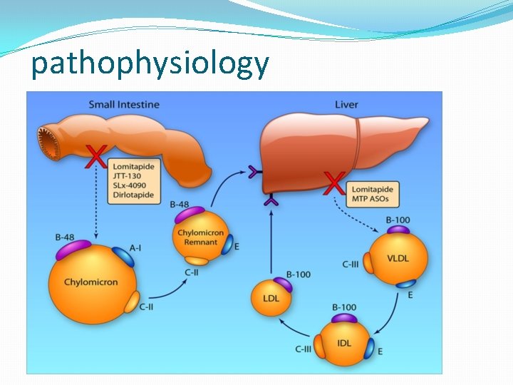 pathophysiology 