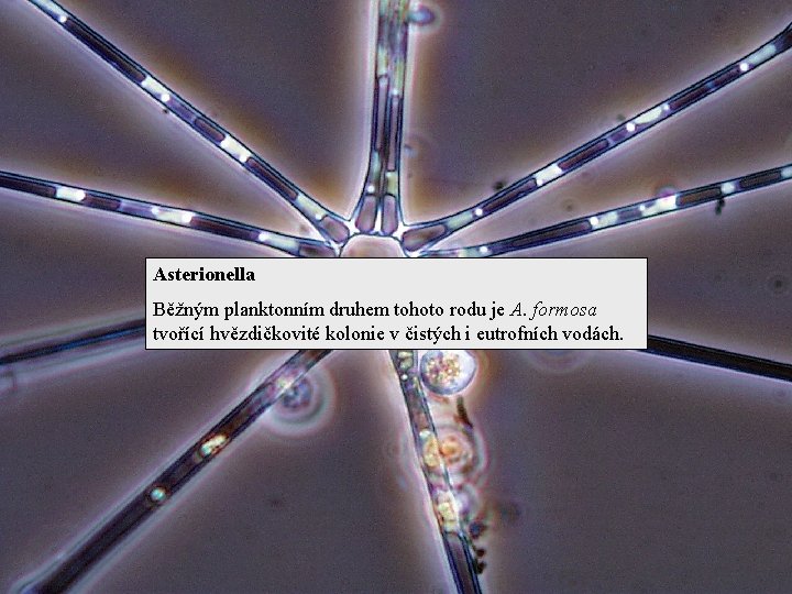 Asterionella Běžným planktonním druhem tohoto rodu je A. formosa tvořící hvězdičkovité kolonie v čistých