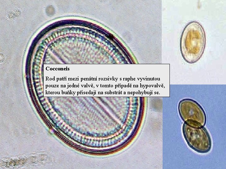 Cocconeis Rod patří mezi penátní rozsivky s raphe vyvinutou pouze na jedné valvě, v