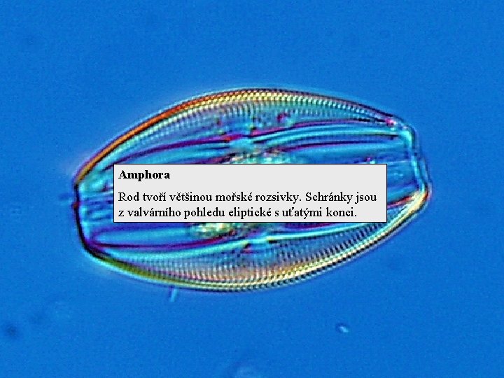 Amphora Rod tvoří většinou mořské rozsivky. Schránky jsou z valvárního pohledu eliptické s uťatými