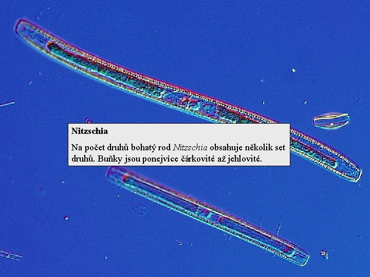 Nitzschia Na počet druhů bohatý rod Nitzschia obsahuje několik set druhů. Buňky jsou ponejvíce