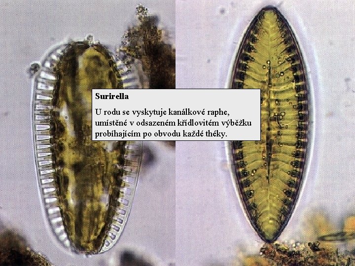 Surirella U rodu se vyskytuje kanálkové raphe, umístěné v odsazeném křídlovitém výběžku probíhajícím po