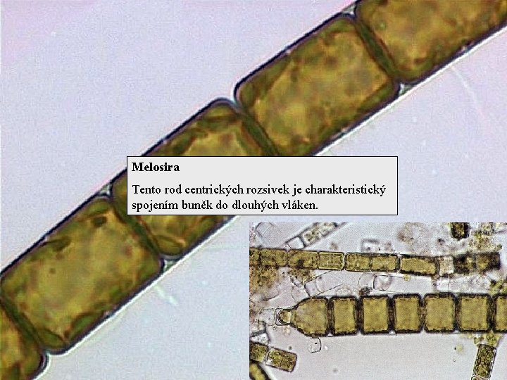 Melosira Tento rod centrických rozsivek je charakteristický spojením buněk do dlouhých vláken. 