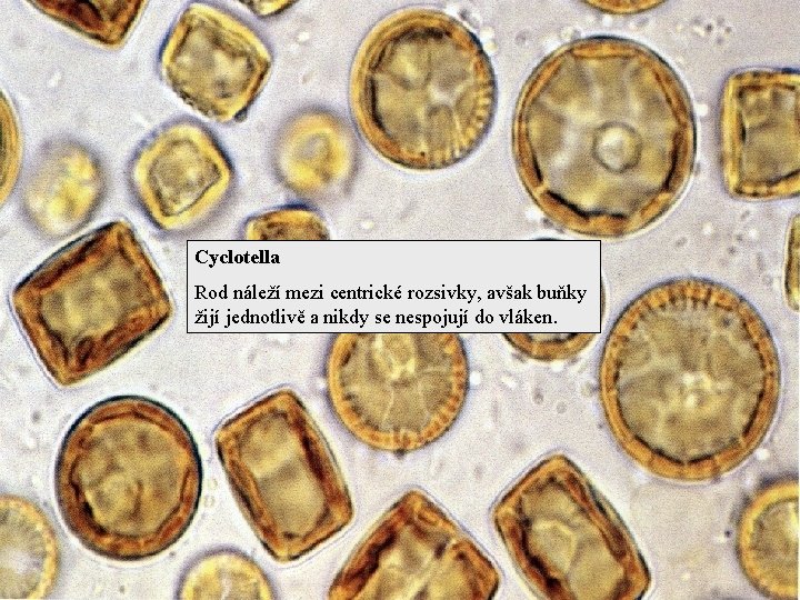 Cyclotella Rod náleží mezi centrické rozsivky, avšak buňky žijí jednotlivě a nikdy se nespojují