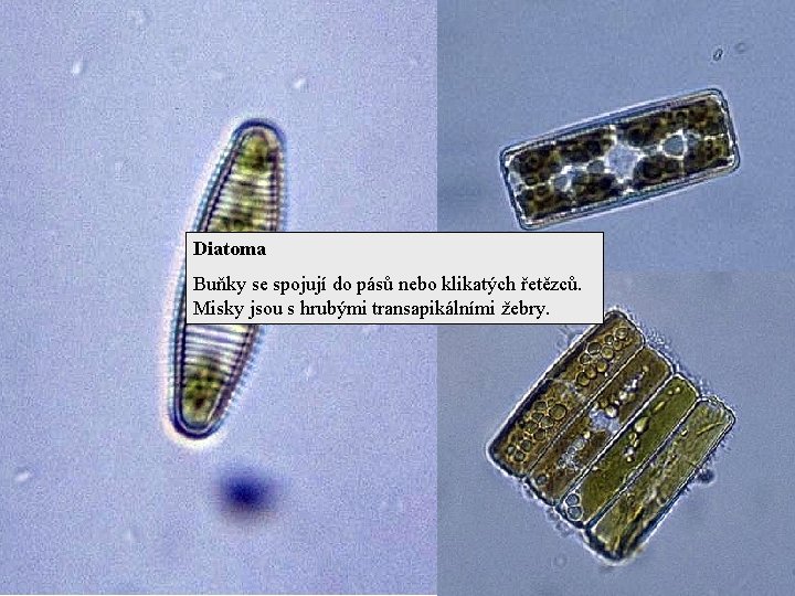 Diatoma Buňky se spojují do pásů nebo klikatých řetězců. Misky jsou s hrubými transapikálními