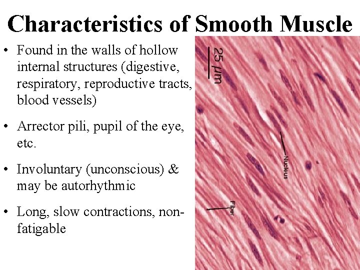 Characteristics of Smooth Muscle • Found in the walls of hollow internal structures (digestive,