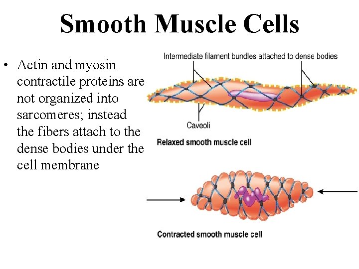 Smooth Muscle Cells • Actin and myosin contractile proteins are not organized into sarcomeres;
