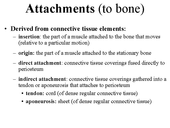 Attachments (to bone) • Derived from connective tissue elements: – insertion: the part of