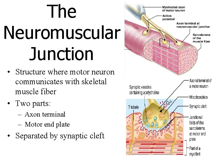 The Neuromuscular Junction • Structure where motor neuron communicates with skeletal muscle fiber •