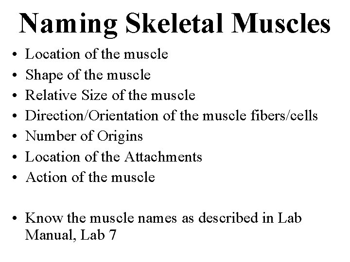 Naming Skeletal Muscles • • Location of the muscle Shape of the muscle Relative