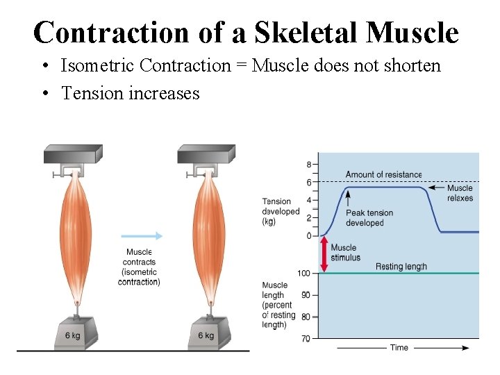 Contraction of a Skeletal Muscle • Isometric Contraction = Muscle does not shorten •