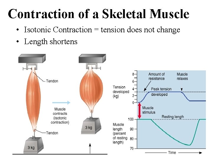 Contraction of a Skeletal Muscle • Isotonic Contraction = tension does not change •