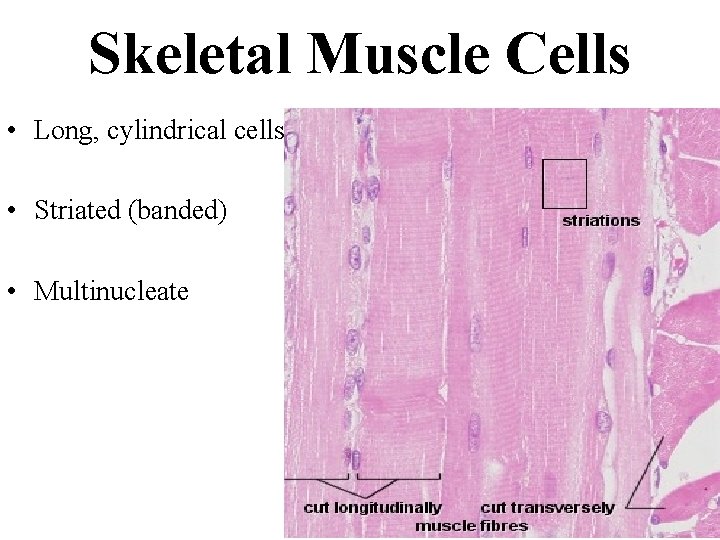 Skeletal Muscle Cells • Long, cylindrical cells • Striated (banded) • Multinucleate 