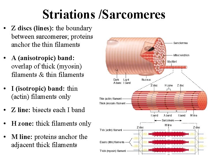 Striations /Sarcomeres • Z discs (lines): the boundary between sarcomeres; sarcomeres proteins anchor the
