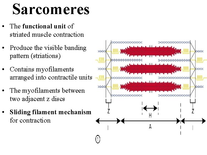 Sarcomeres • The functional unit of striated muscle contraction • Produce the visible banding