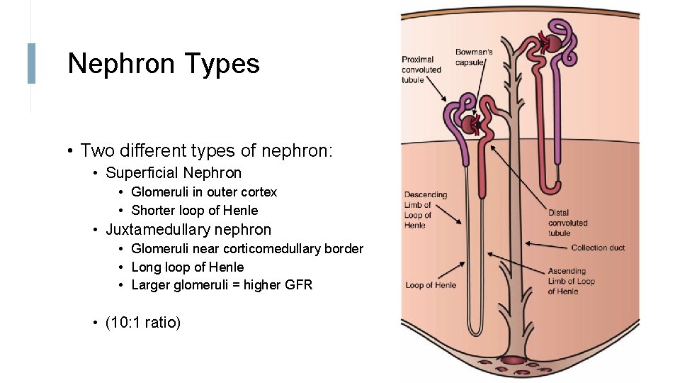 Nephron Types • Two different types of nephron: • Superficial Nephron • Glomeruli in