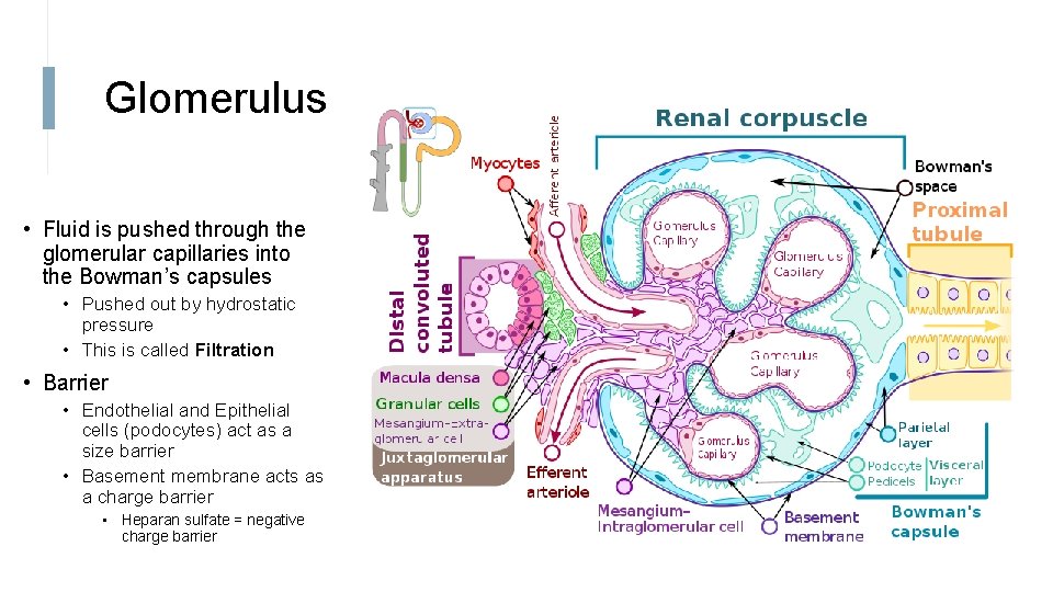 Glomerulus • Fluid is pushed through the glomerular capillaries into the Bowman’s capsules •