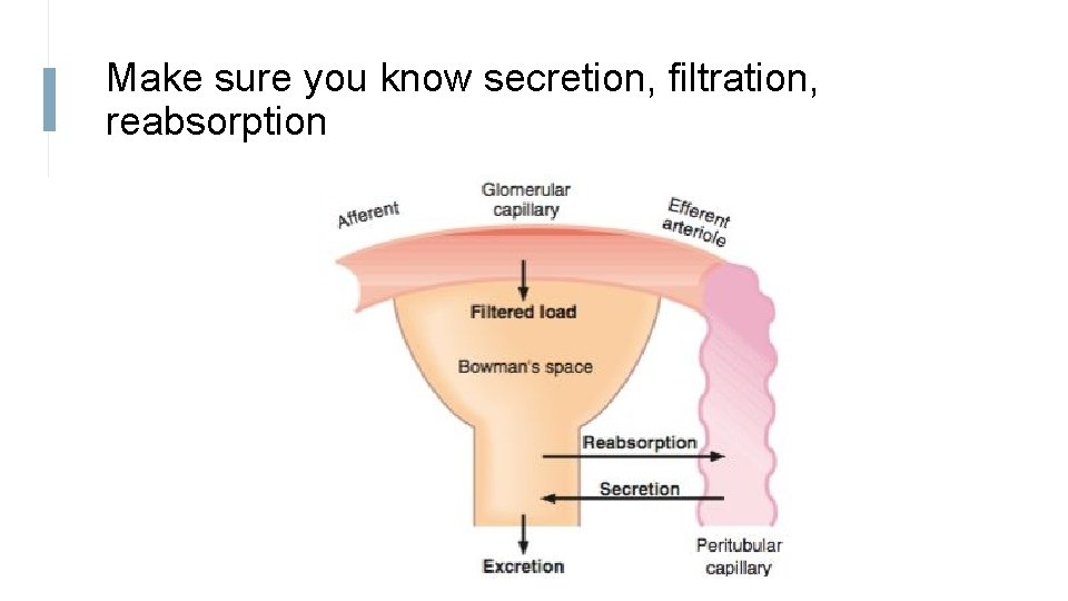 Make sure you know secretion, filtration, reabsorption 