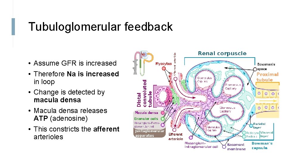 Tubuloglomerular feedback • Assume GFR is increased • Therefore Na is increased in loop