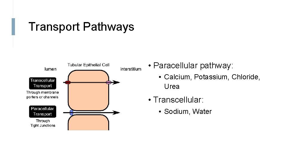 Transport Pathways • Paracellular pathway: • Calcium, Potassium, Chloride, Urea • Transcellular: • Sodium,