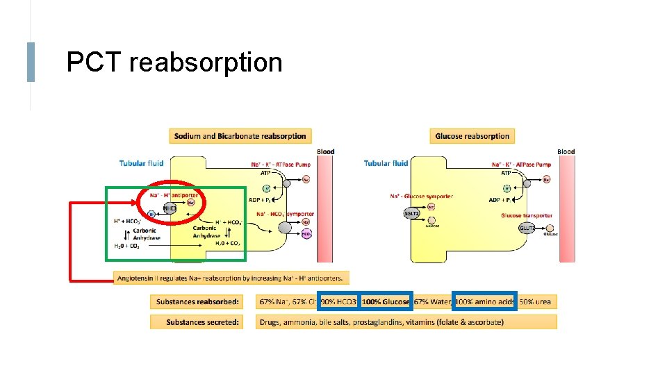 PCT reabsorption 