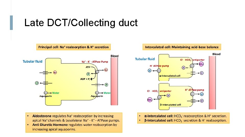 Late DCT/Collecting duct 