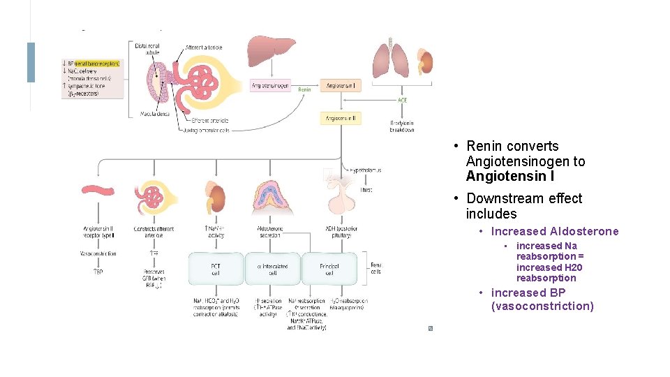  • Renin converts Angiotensinogen to Angiotensin I • Downstream effect includes • Increased