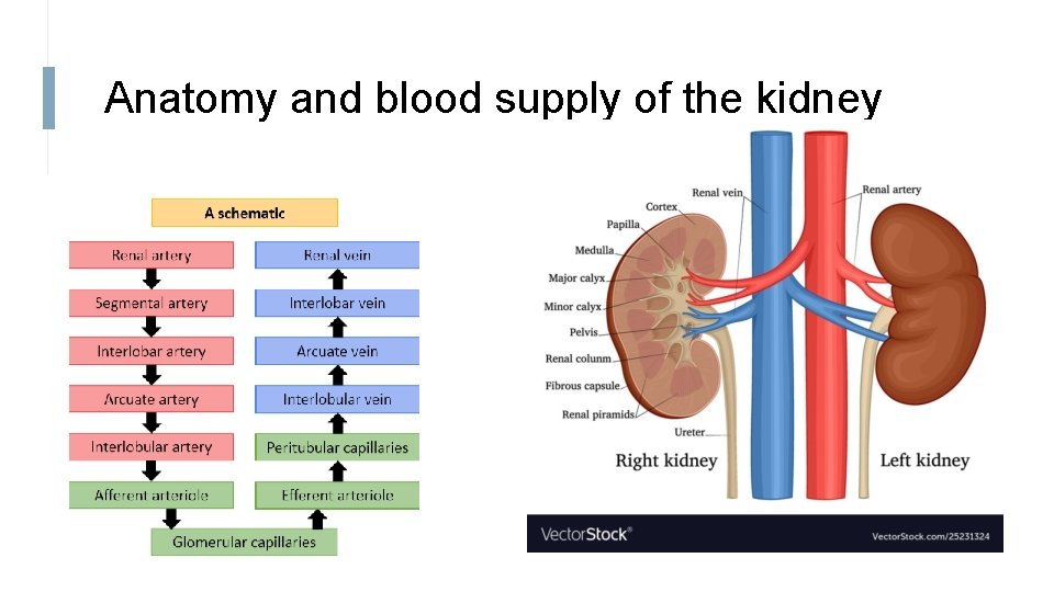 Anatomy and blood supply of the kidney 