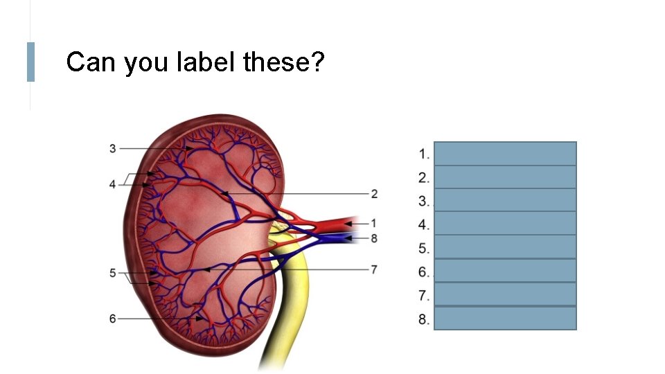 Can you label these? 