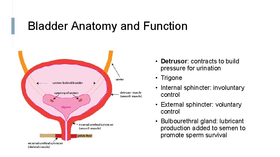 Bladder Anatomy and Function • Detrusor: contracts to build pressure for urination • Trigone