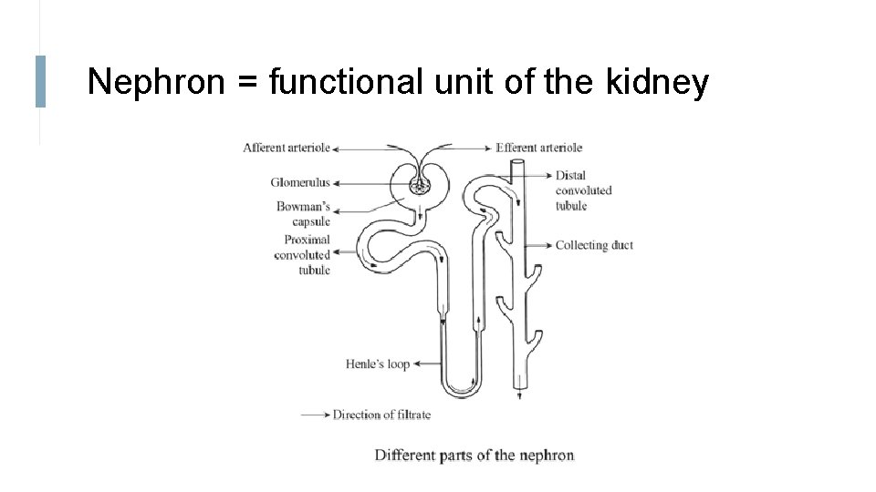 Nephron = functional unit of the kidney 