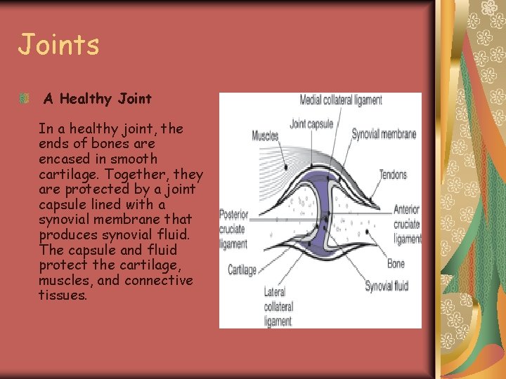 Joints A Healthy Joint In a healthy joint, the ends of bones are encased